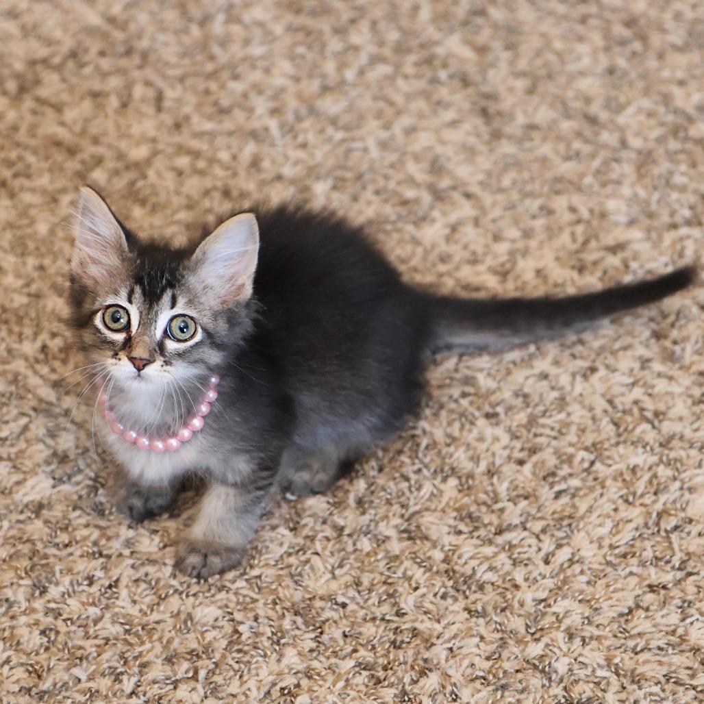 Ophelia, a Adoptable Domestic Long Hair in FAIRWAY, KS image 4/5
