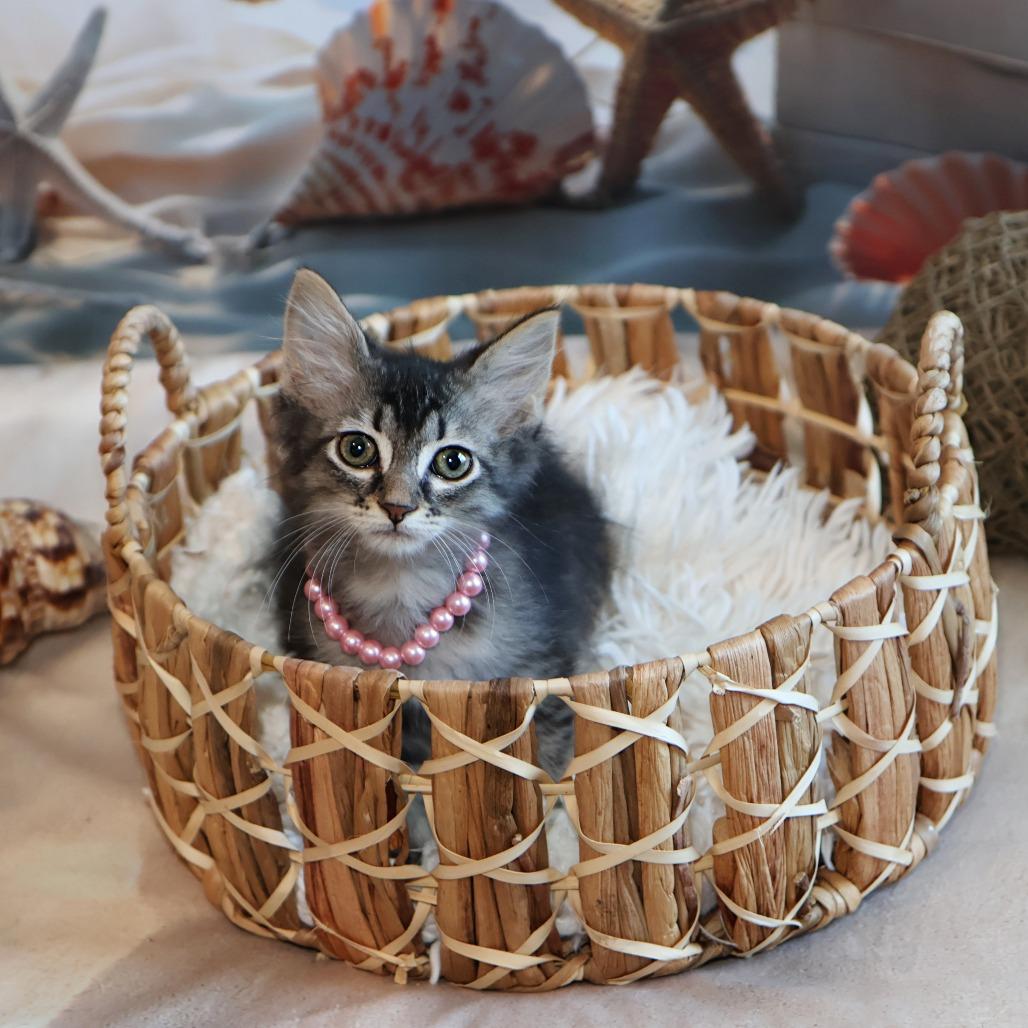 Ophelia, a Adoptable Domestic Long Hair in FAIRWAY, KS image 5/5