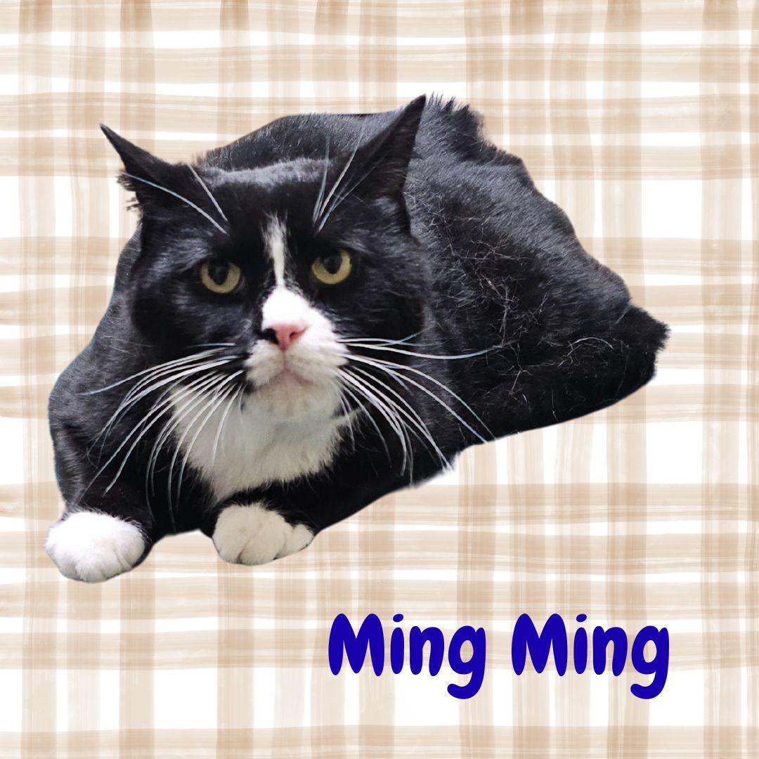 Ming-Ming-large-1