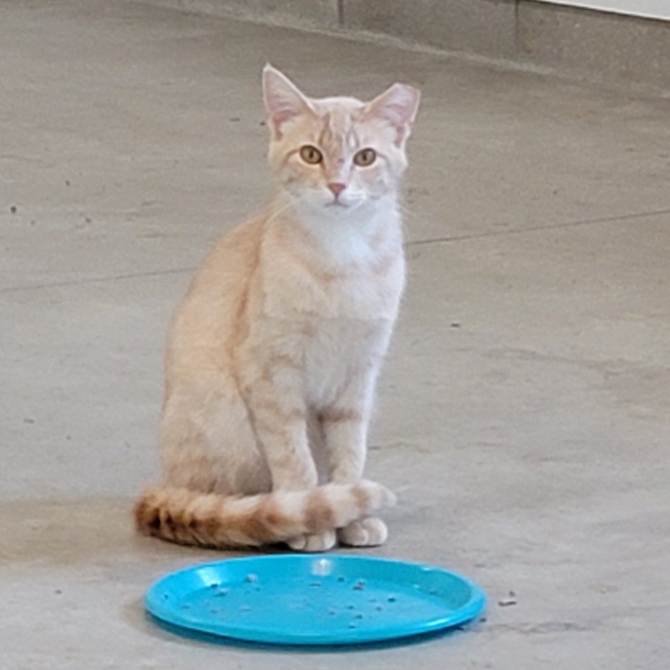 Johnny, a Adoptable Domestic Short Hair in Wyandotte, MI image 3/6