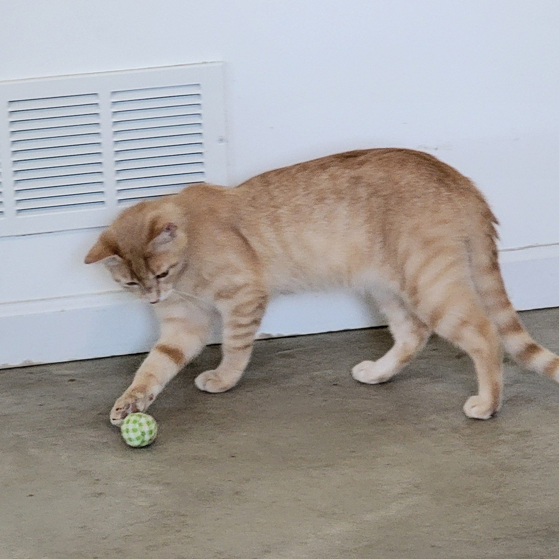 Johnny, a Adoptable Domestic Short Hair in Wyandotte, MI image 5/6