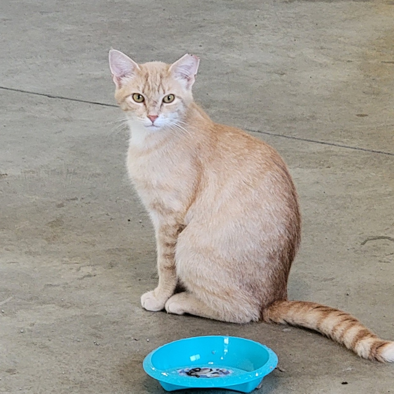 Johnny, Adoptable, Adult Male Domestic Short Hair.
