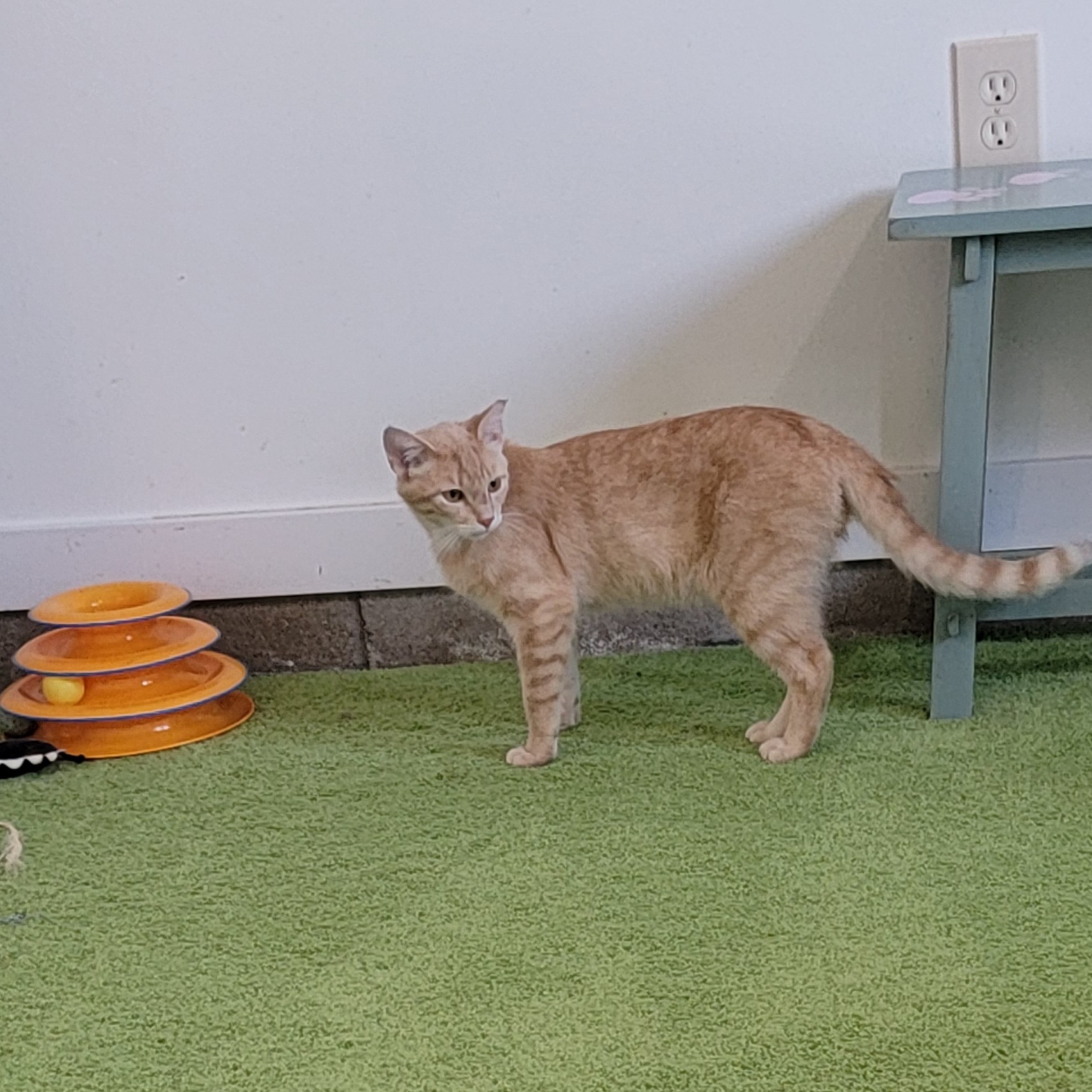 Johnny, a Adoptable Domestic Short Hair in Wyandotte, MI image 6/6