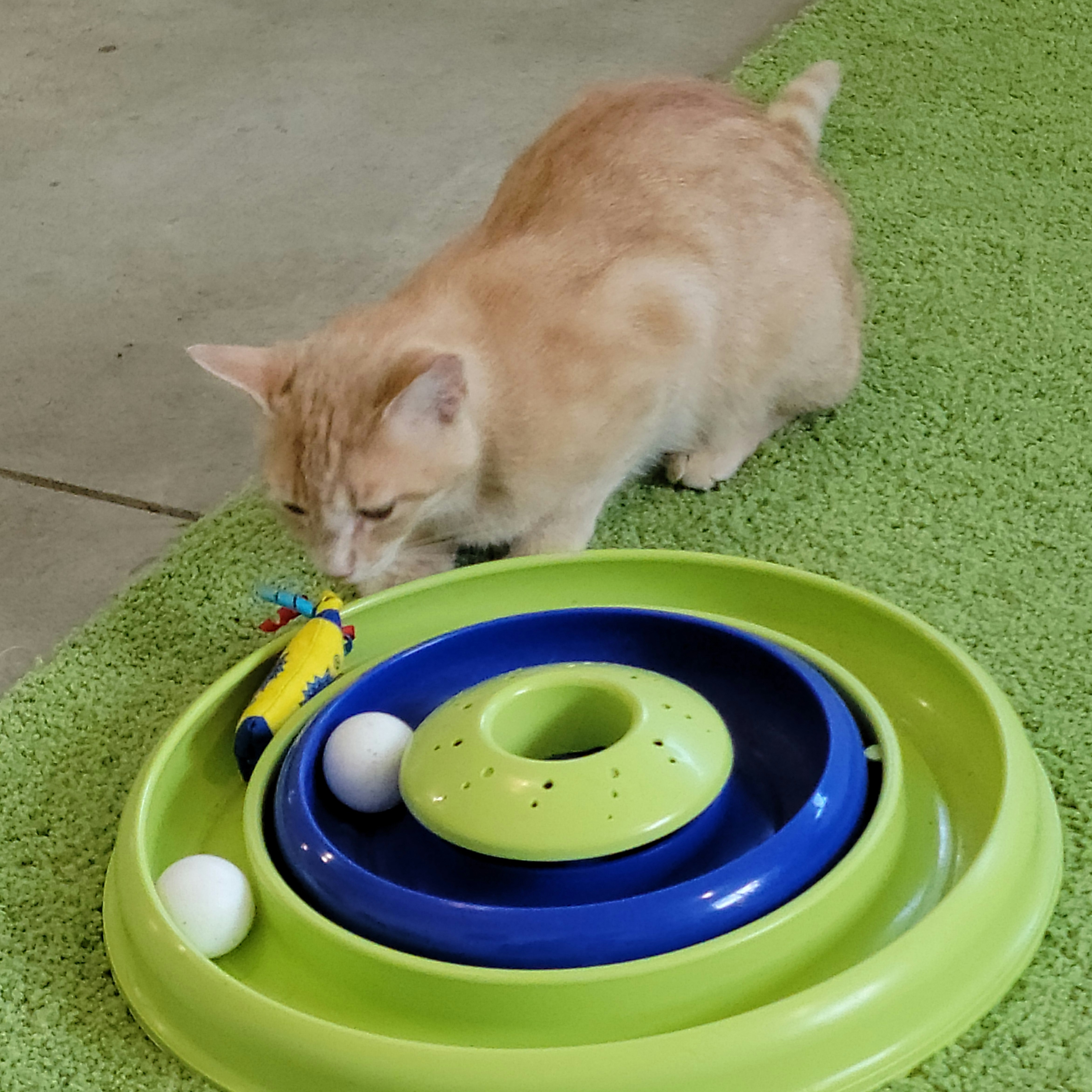 Johnny, a Adoptable Domestic Short Hair in Wyandotte, MI image 2/6