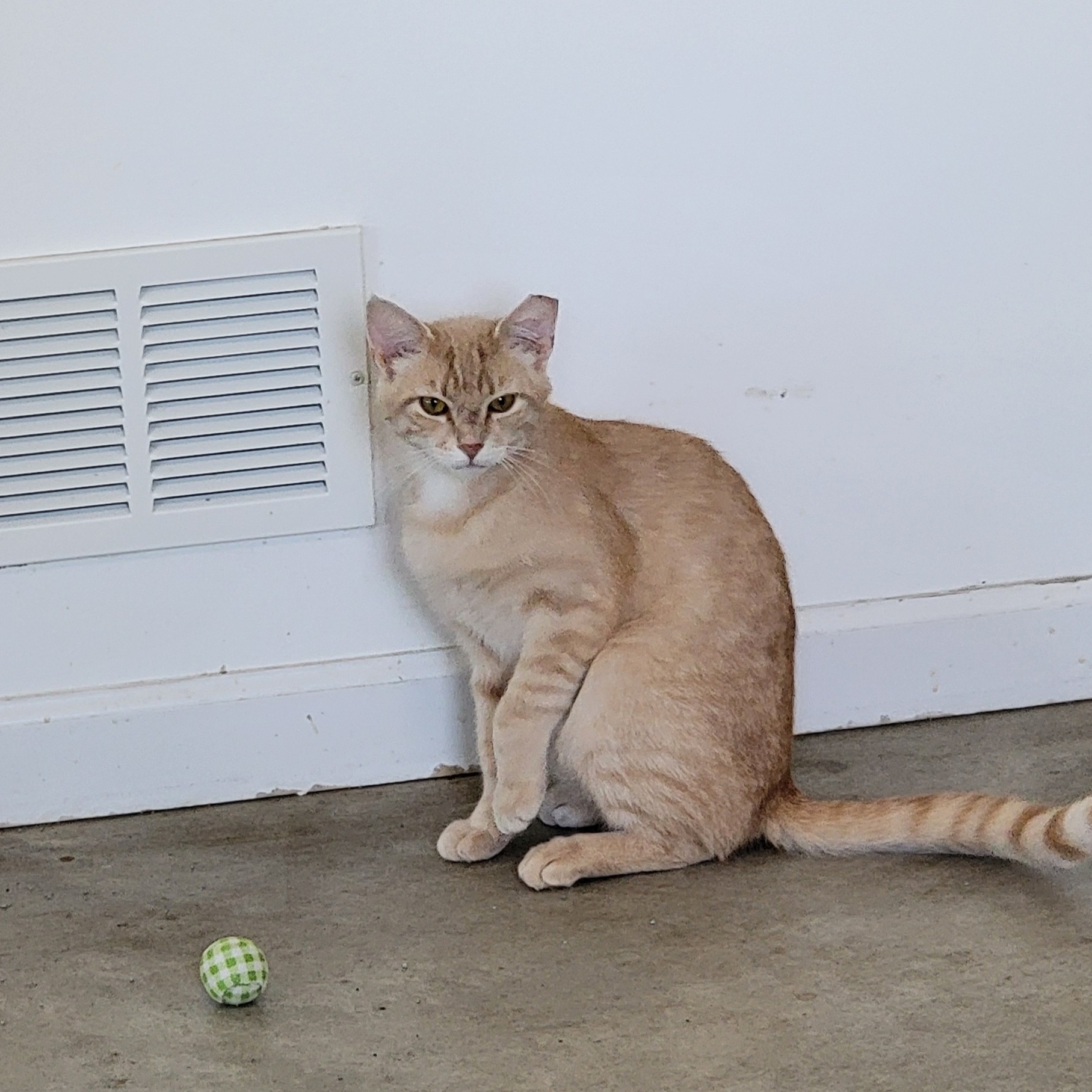 Johnny, a Adoptable Domestic Short Hair in Wyandotte, MI image 4/6