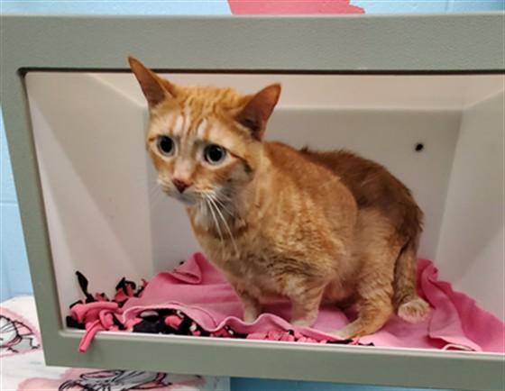ZENA, Adoptable, Adult Female Domestic Medium Hair.