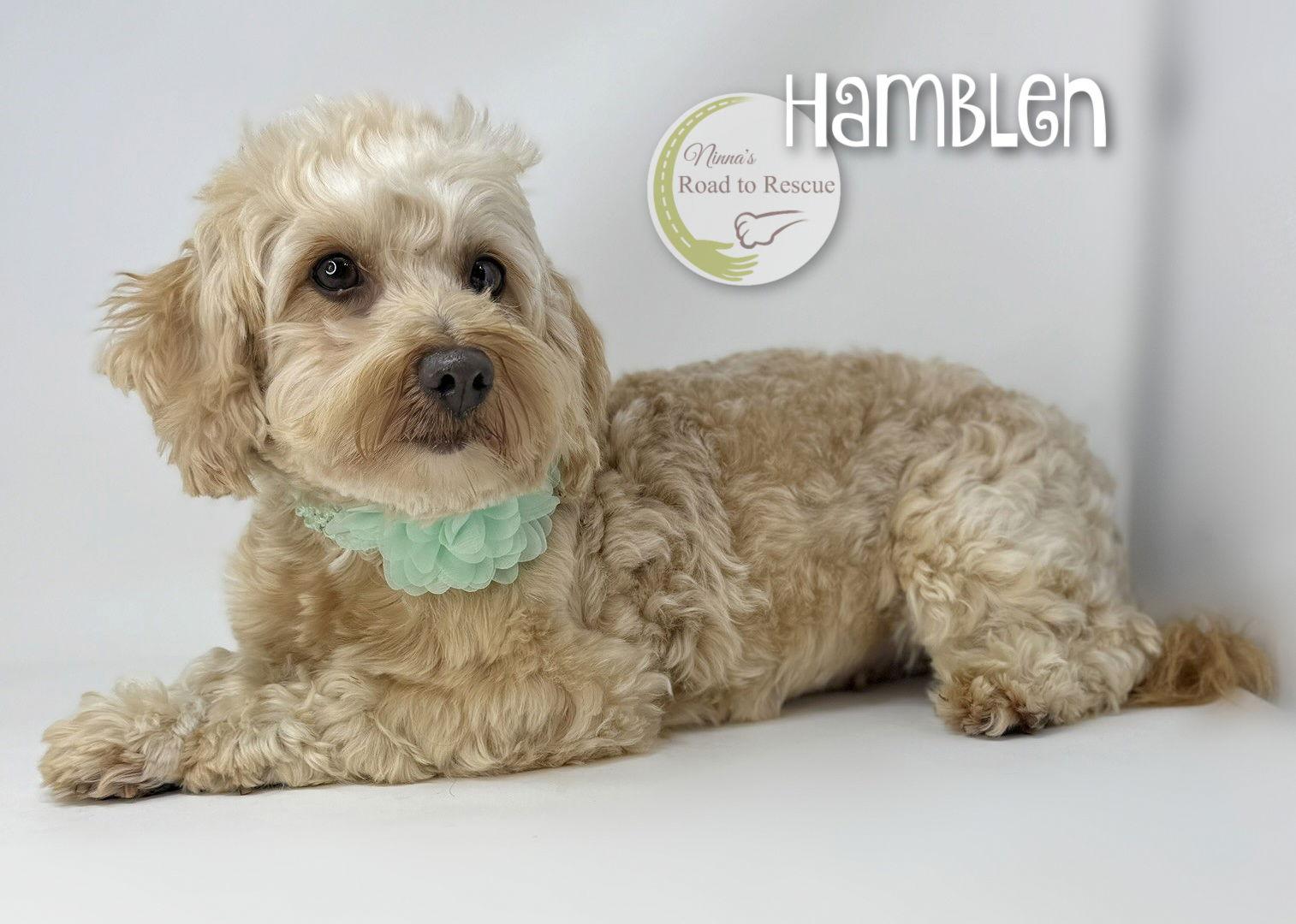 Hamblen, Adoptable, Adult Female Havanese.