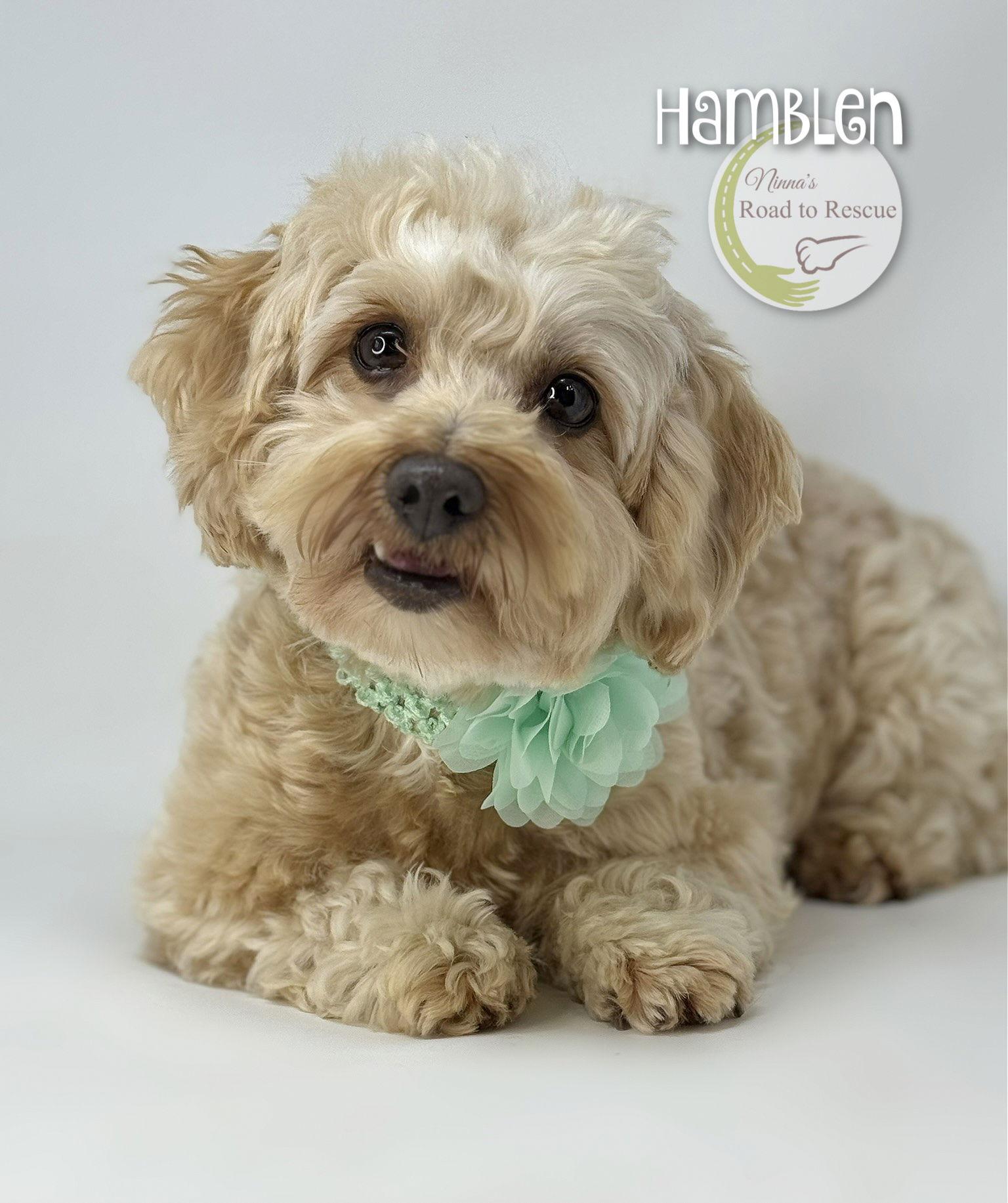 Enlarge Hamblen, a Adoptable Havanese in Benton, LA image 2/2