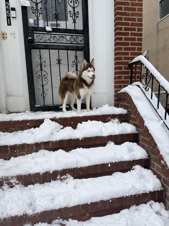 Chiky, Adoptable, Young Female Pomeranian & Husky.