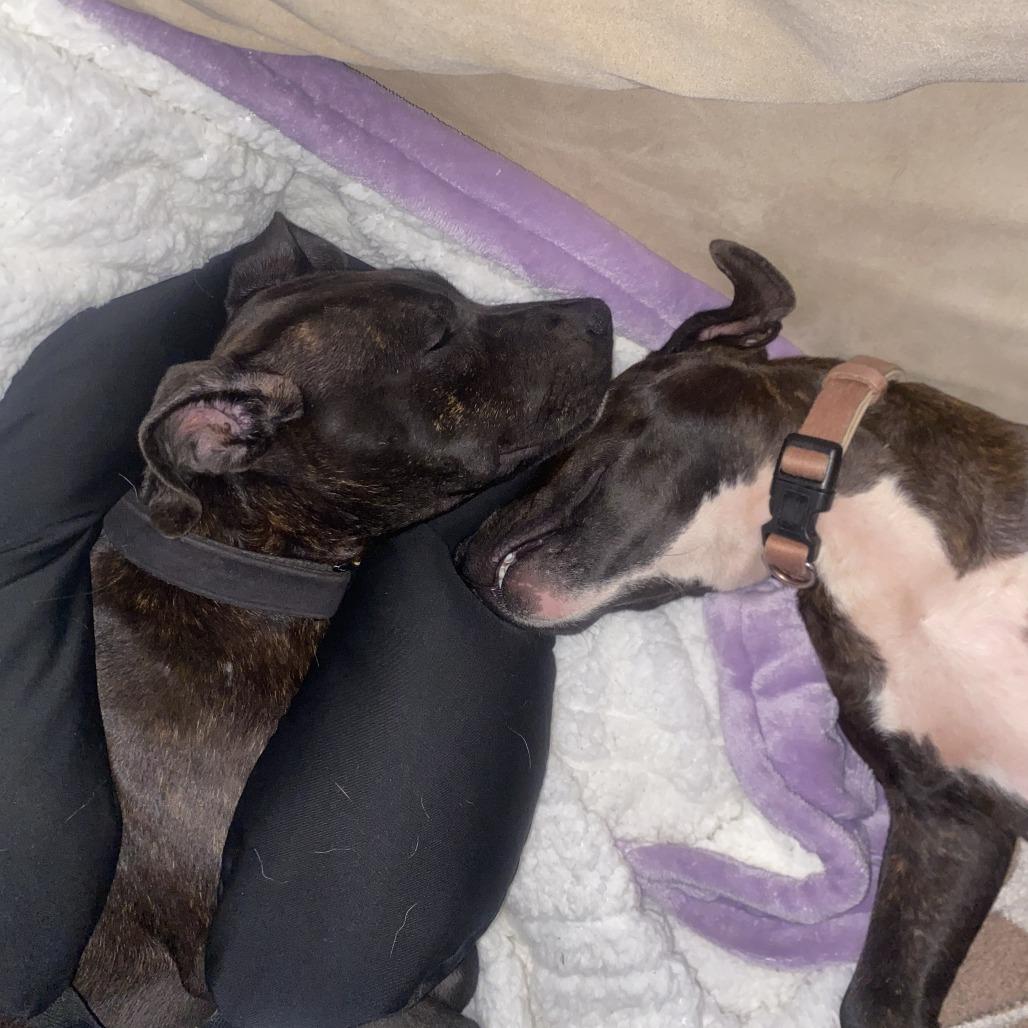 Enlarge Peter Parker(Spiderman Litter), a Adoptable Mixed Breed in Lenoir, NC image 2/6
