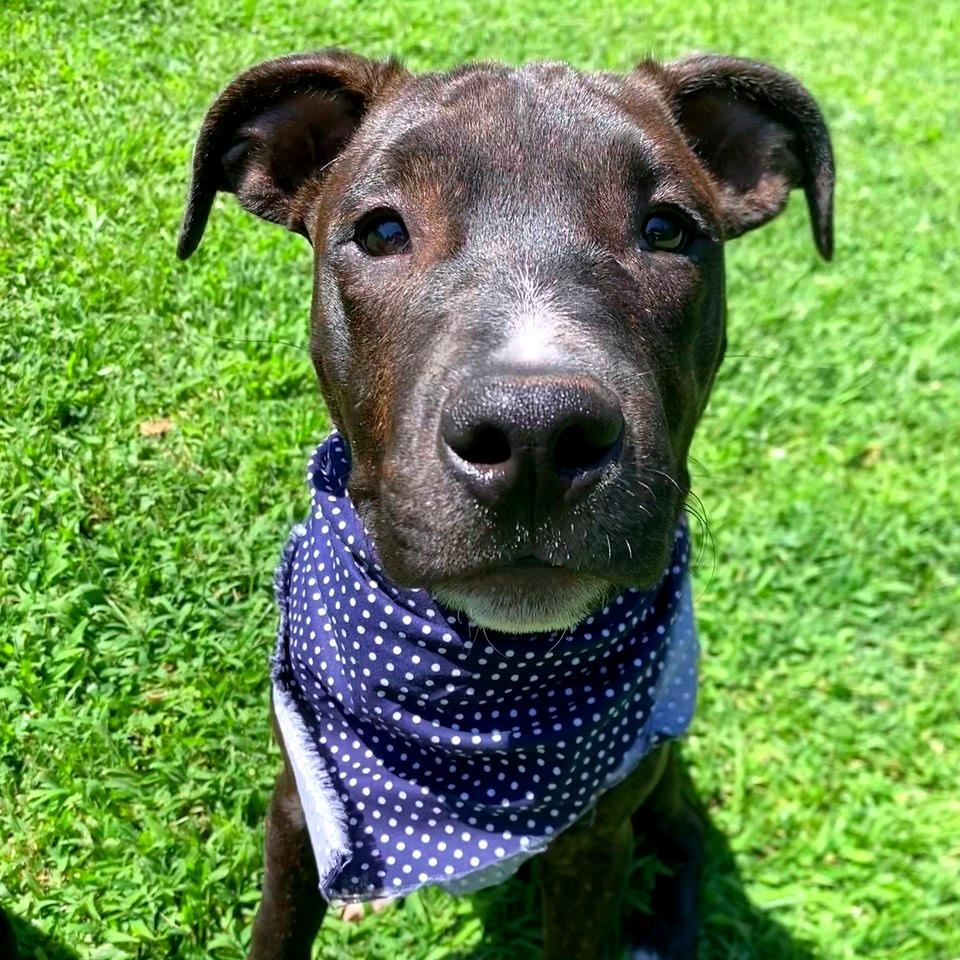 Enlarge Peter Parker(Spiderman Litter), a Adoptable Mixed Breed in Lenoir, NC image 3/6