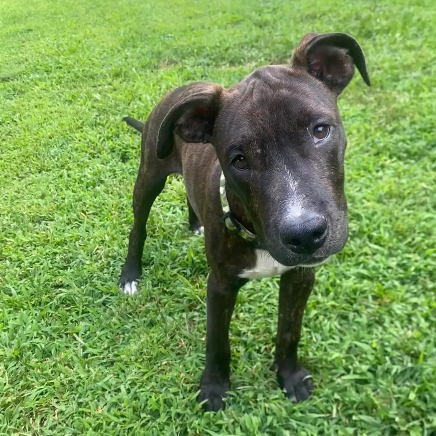 Enlarge Peter Parker(Spiderman Litter), a Adoptable Mixed Breed in Lenoir, NC image 4/6