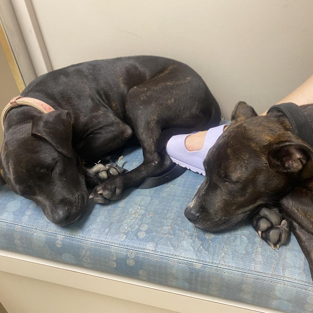 Enlarge Peter Parker(Spiderman Litter), a Adoptable Mixed Breed in Lenoir, NC image 5/6