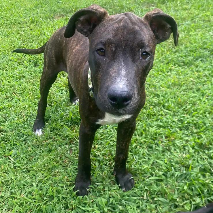 Enlarge Peter Parker(Spiderman Litter), a Adoptable Mixed Breed in Lenoir, NC image 6/6