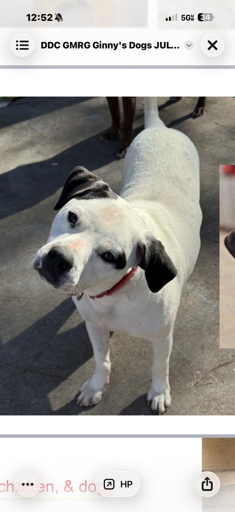 Blanco, Adoptable, Young Male American Bulldog.