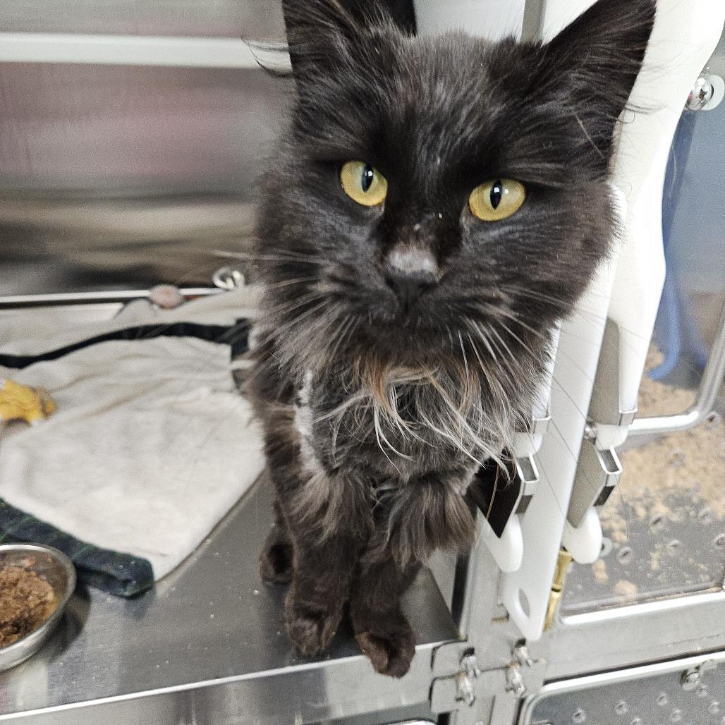 Enlarge Merida, a Adoptable Domestic Long Hair in Saskatoon, SK image 1/2