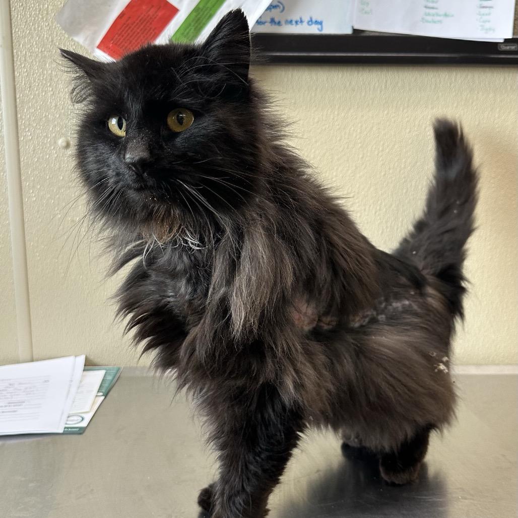 Enlarge Merida, a Adoptable Domestic Long Hair in Saskatoon, SK image 2/2