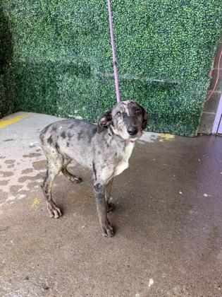 61800971, Adoptable, Puppy Male Australian Cattle Dog / Blue Heeler & Mixed Breed.