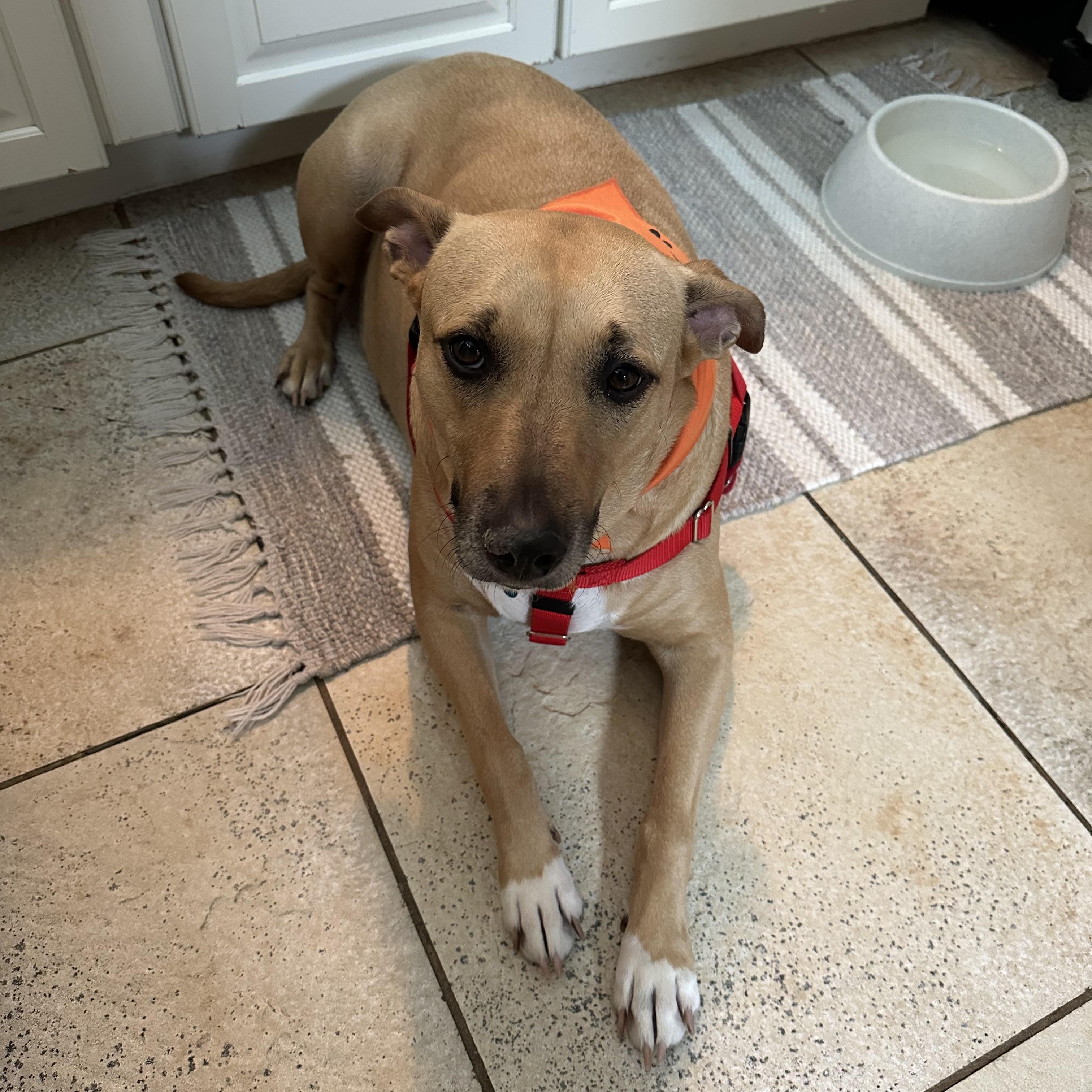 Chevy Lynn, a ADOPTABLE mixed breed in Barrington, IL image 2/5