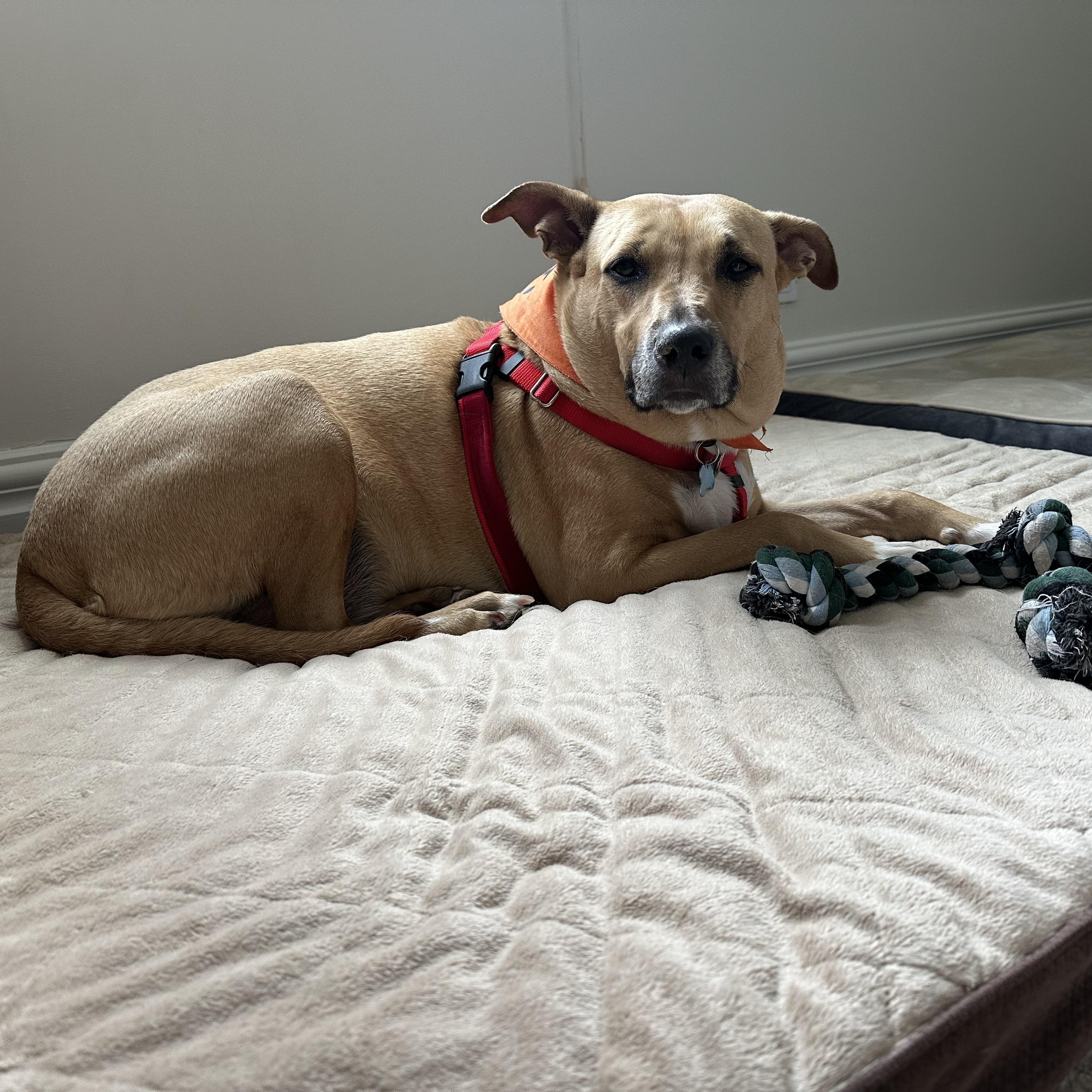 Chevy Lynn, ADOPTABLE, Adult Female Labrador Retriever.