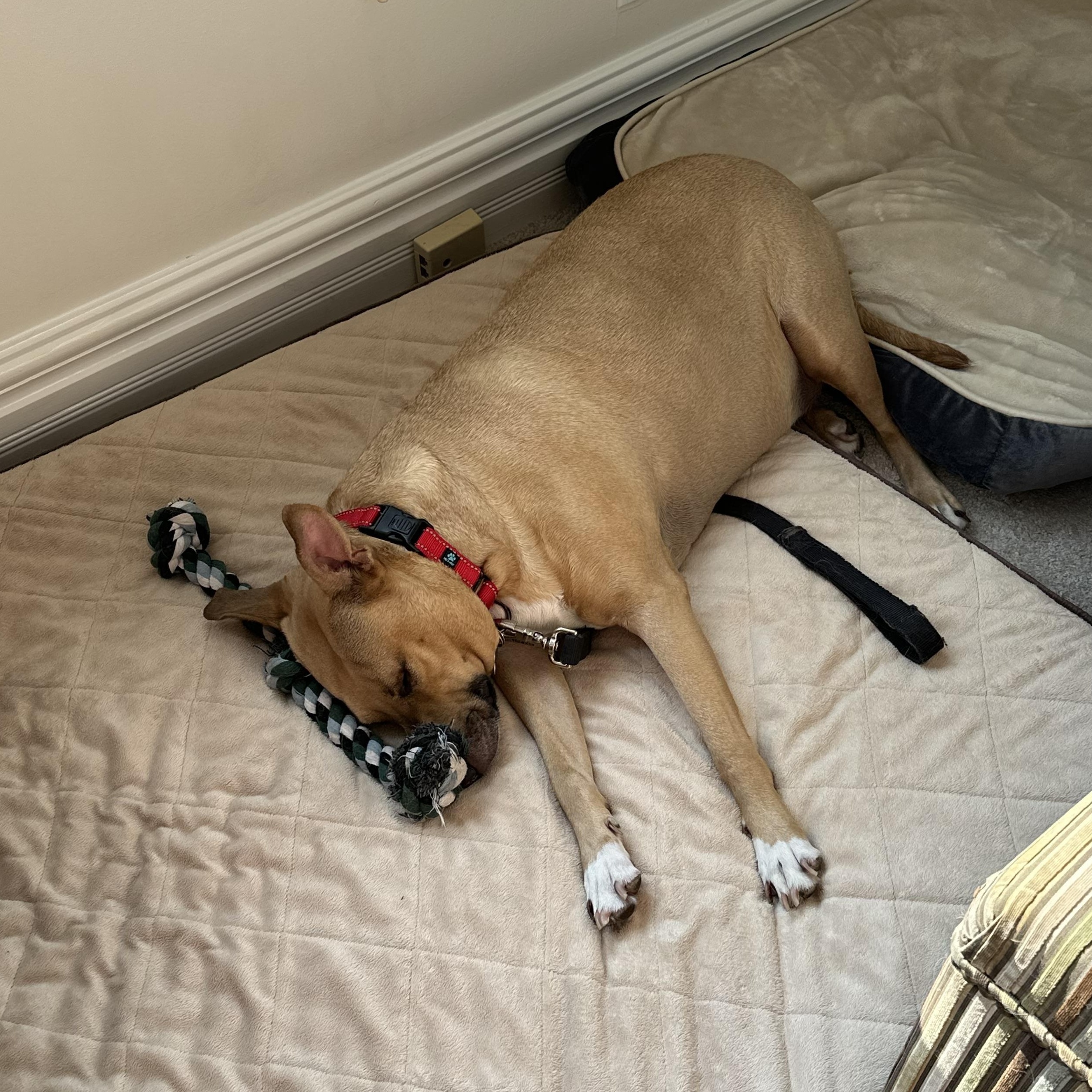 Chevy Lynn, a ADOPTABLE mixed breed in Barrington, IL image 4/5