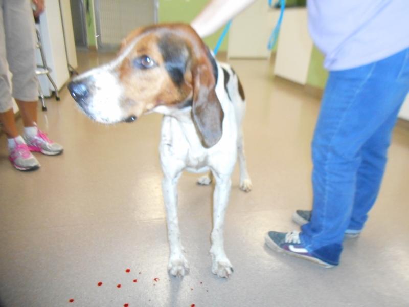 Enlarge Max, a Adopted Hound in La Porte, IN image 1/1