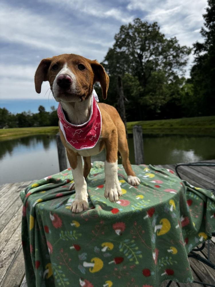 Cupcake Sweets, a Adoptable mixed breed in Boston, MA image 1/6