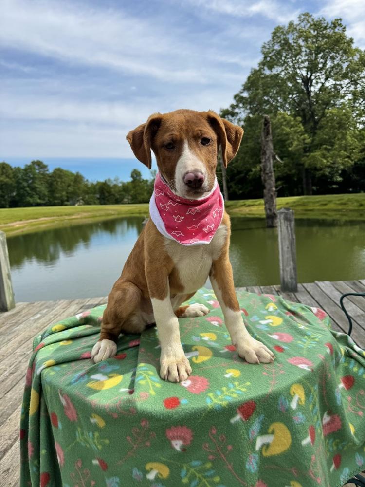 Cupcake Sweets, a Adoptable mixed breed in Boston, MA image 2/6