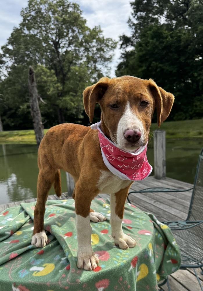 Cupcake Sweets, a Adoptable mixed breed in Boston, MA image 5/6