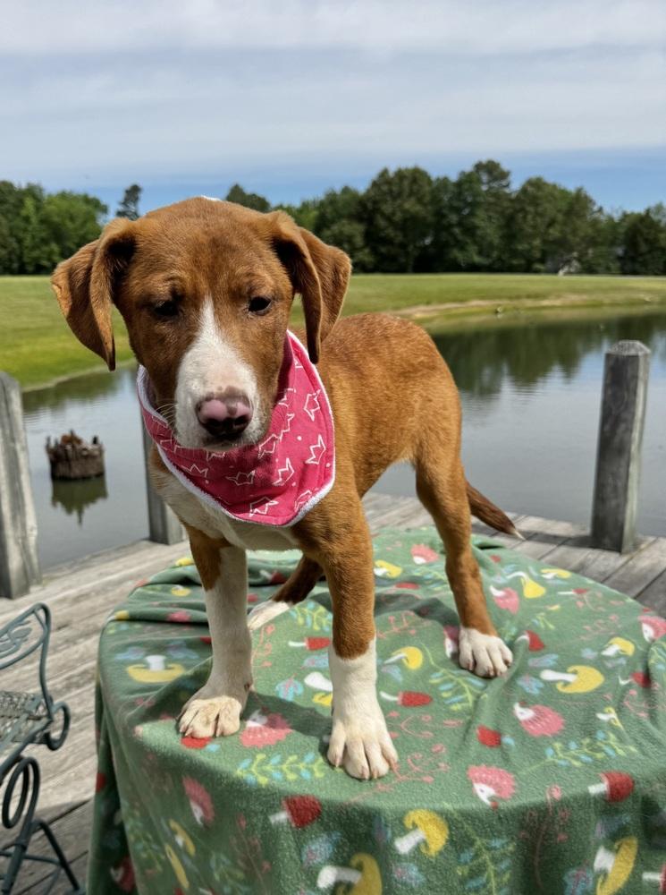 Cupcake Sweets, a Adoptable mixed breed in Boston, MA image 6/6