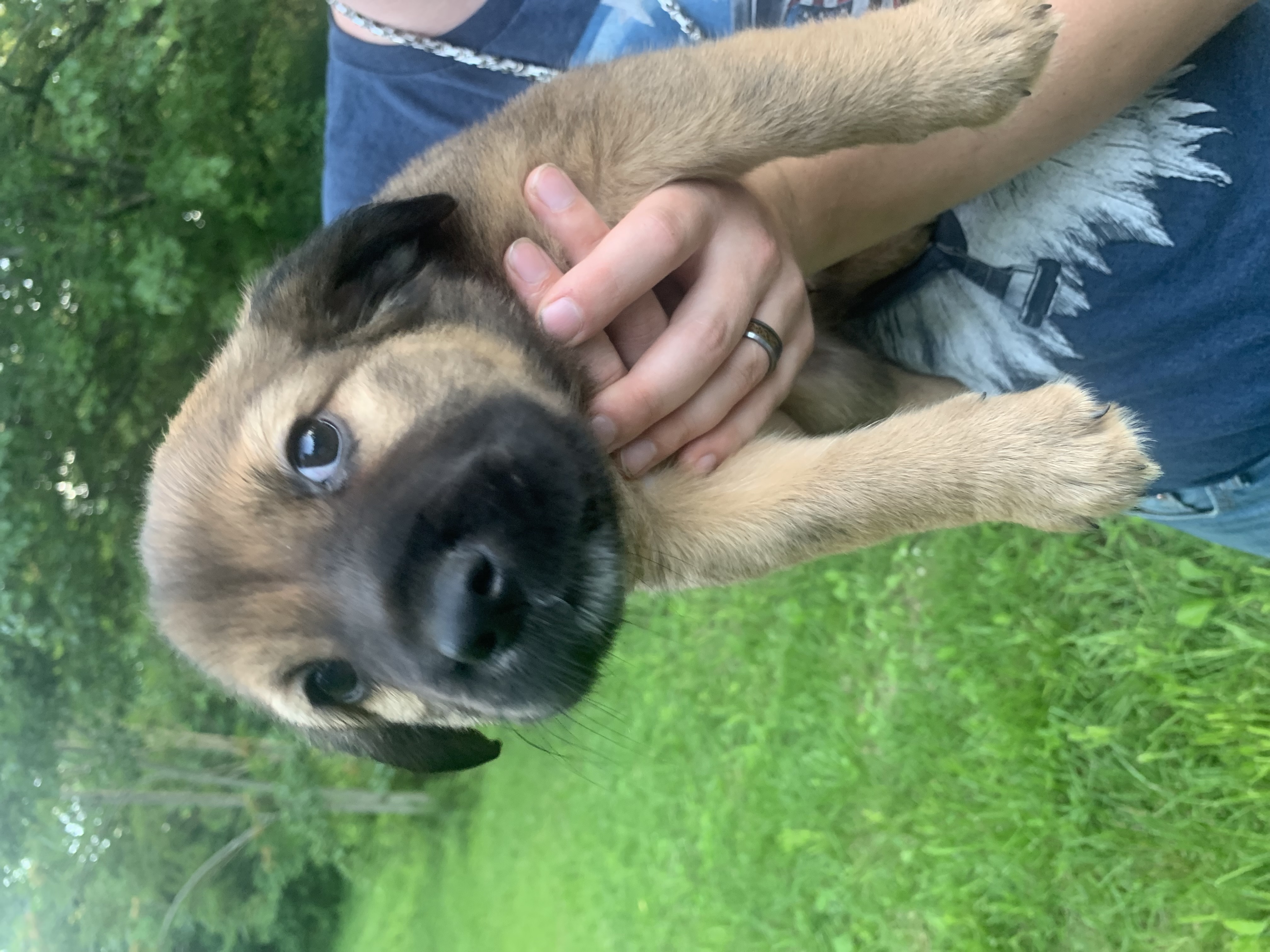 Beaver, an adopted Mixed Breed in Spring hill, TN_image-1