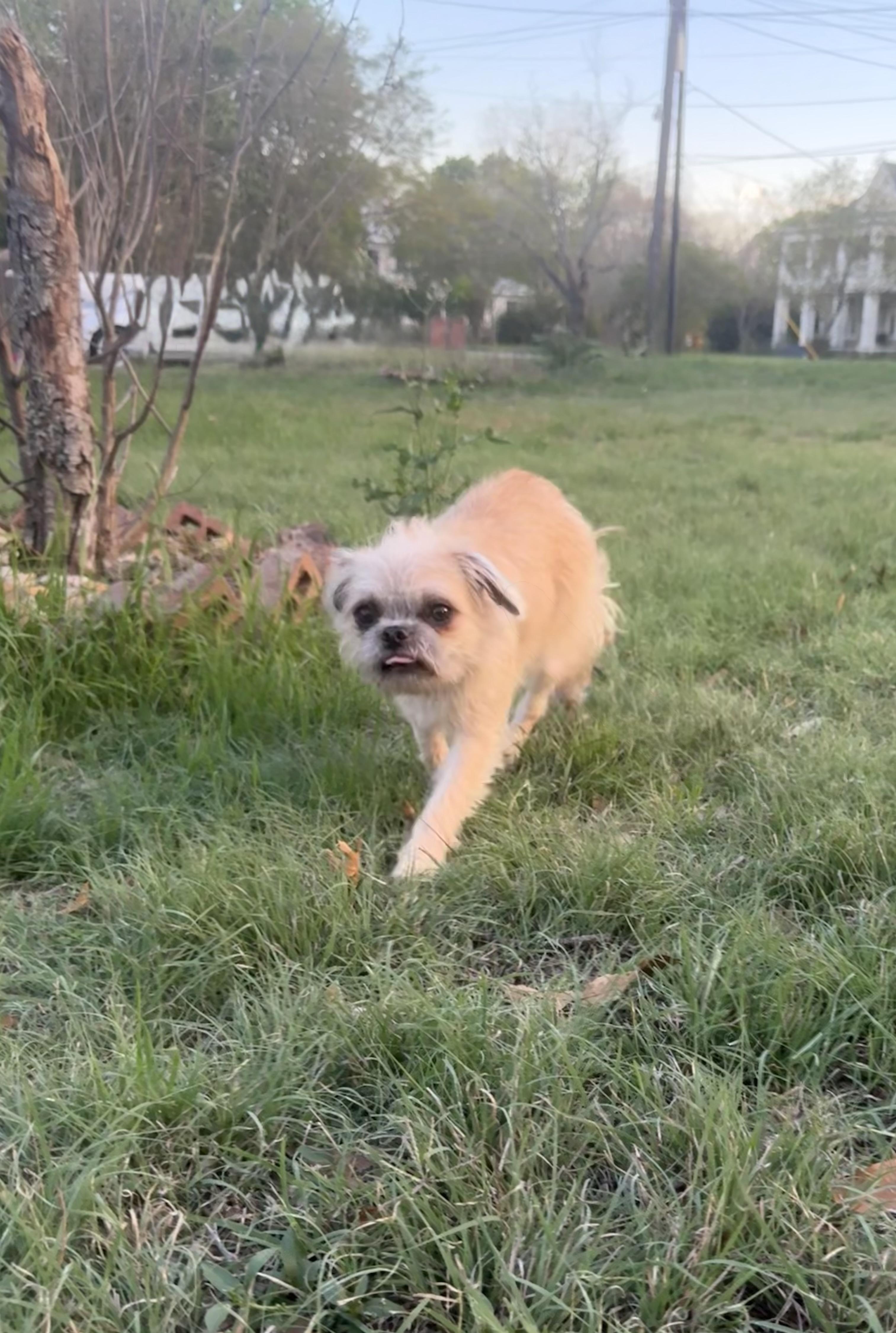 Enlarge Ruffles is precious!, a ADOPTABLE mixed breed in Lockhart, TX image 3/5