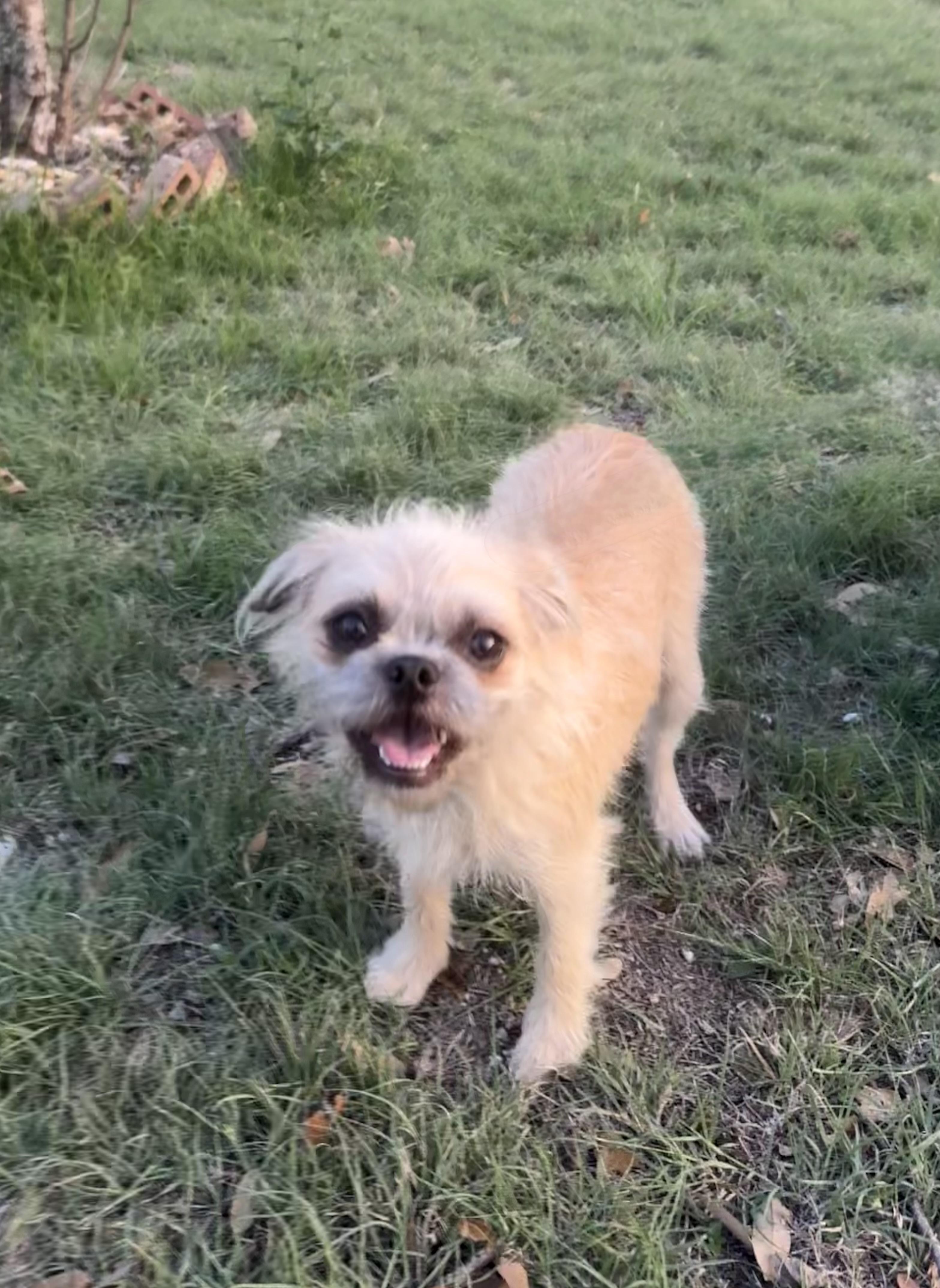 Enlarge Ruffles is precious!, a ADOPTABLE mixed breed in Lockhart, TX image 2/5