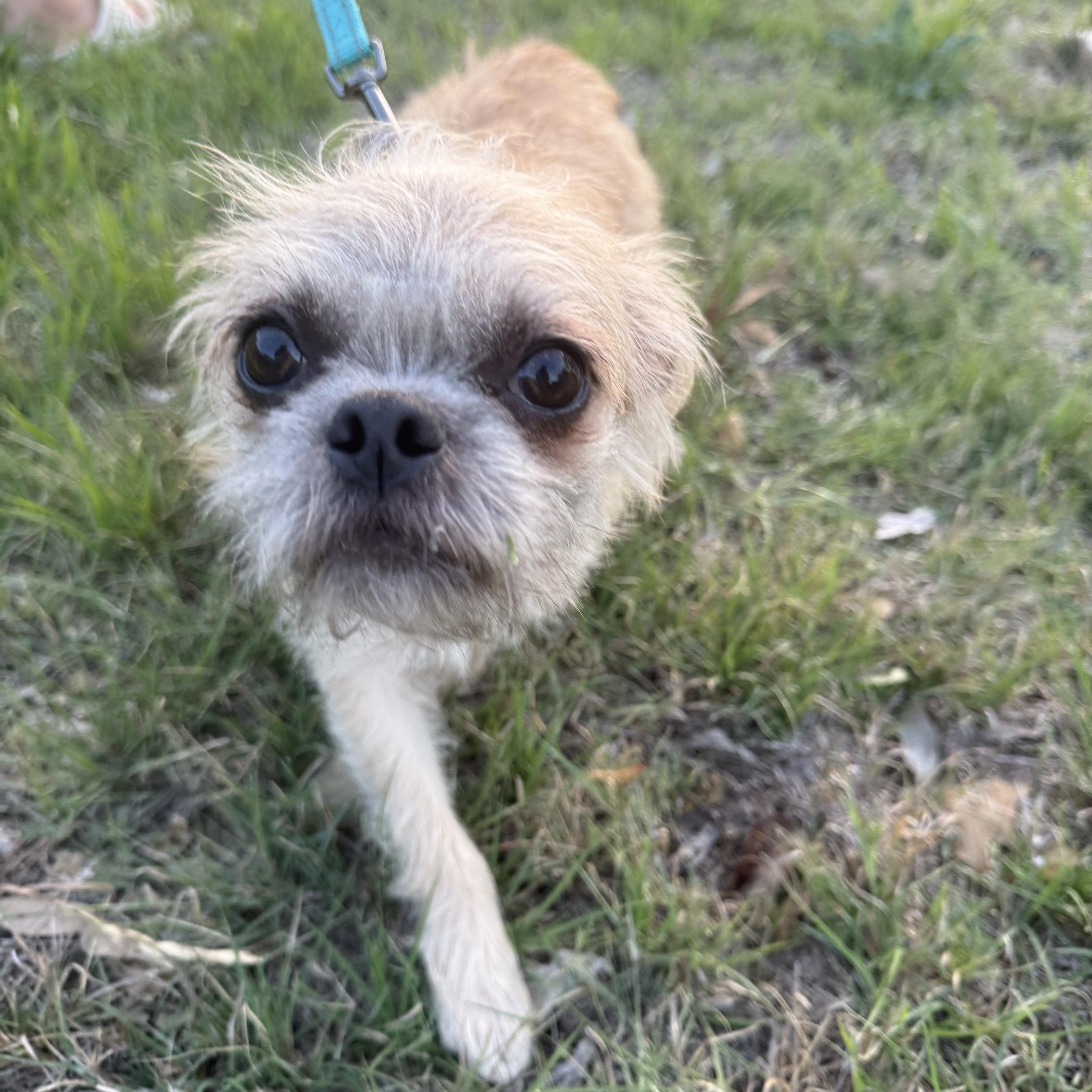 Enlarge Ruffles is precious!, a ADOPTABLE mixed breed in Lockhart, TX image 4/5