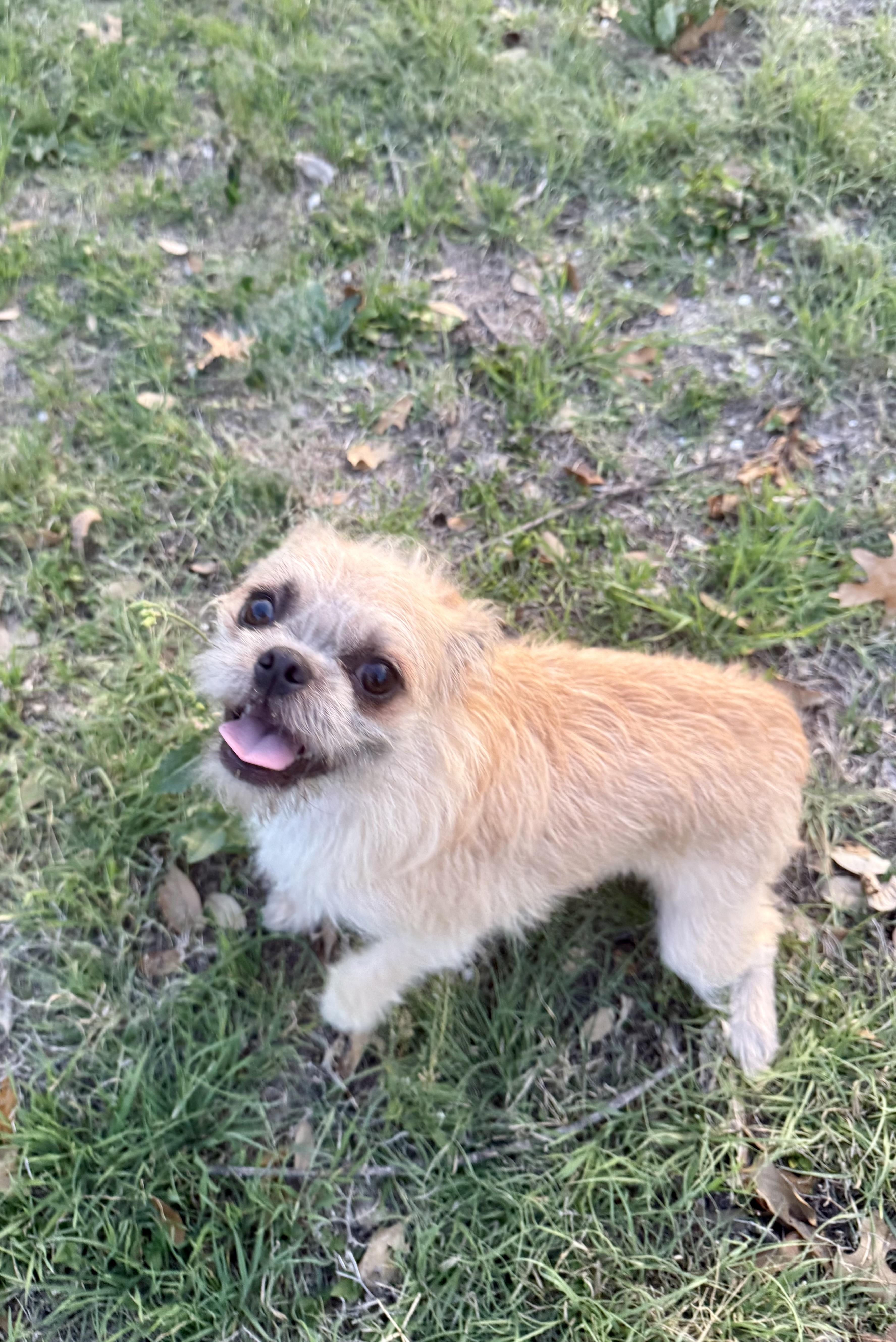 Enlarge Ruffles is precious!, a ADOPTABLE mixed breed in Lockhart, TX image 5/5