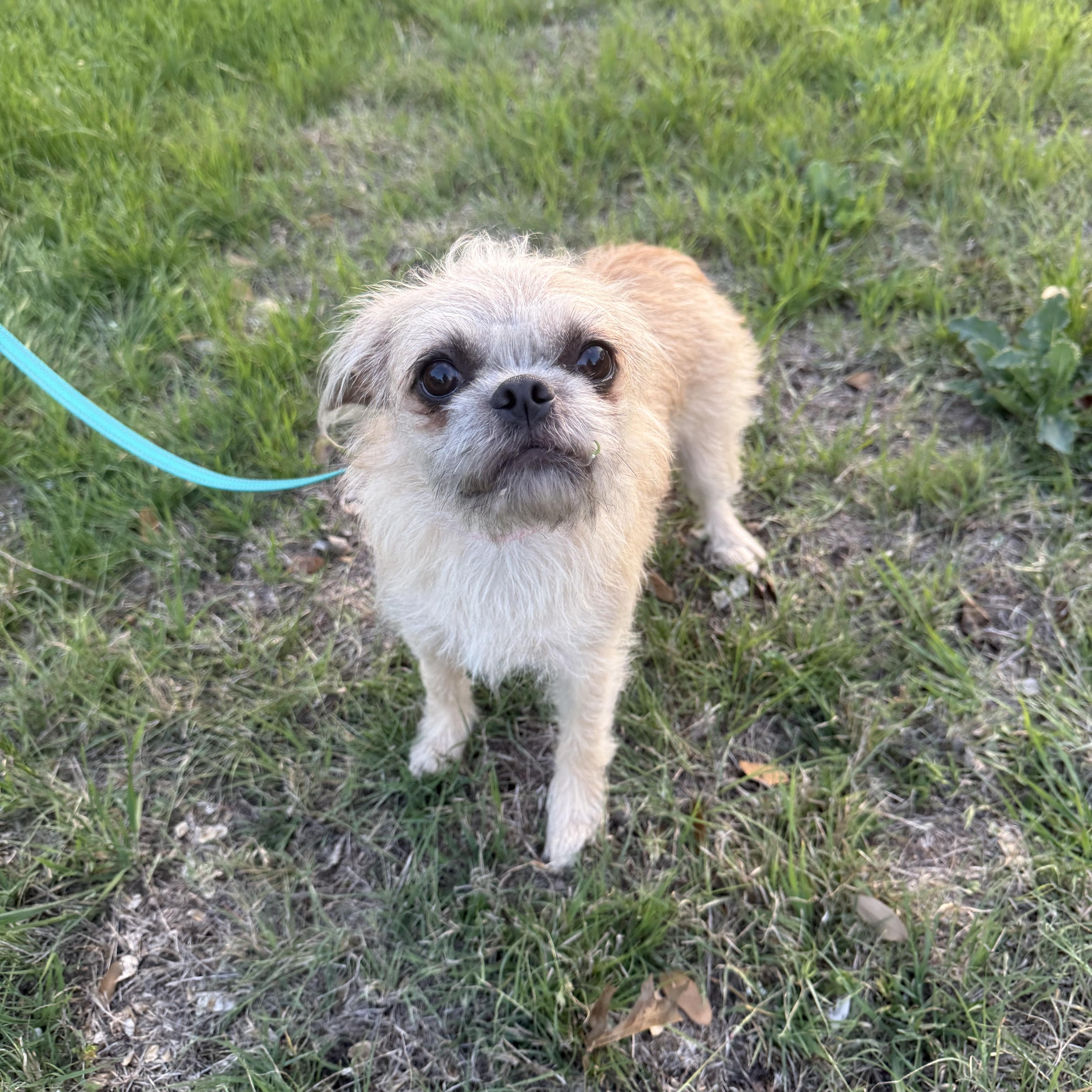 Ruffles is precious!, ADOPTABLE, Adult Female Pug & Schnauzer.