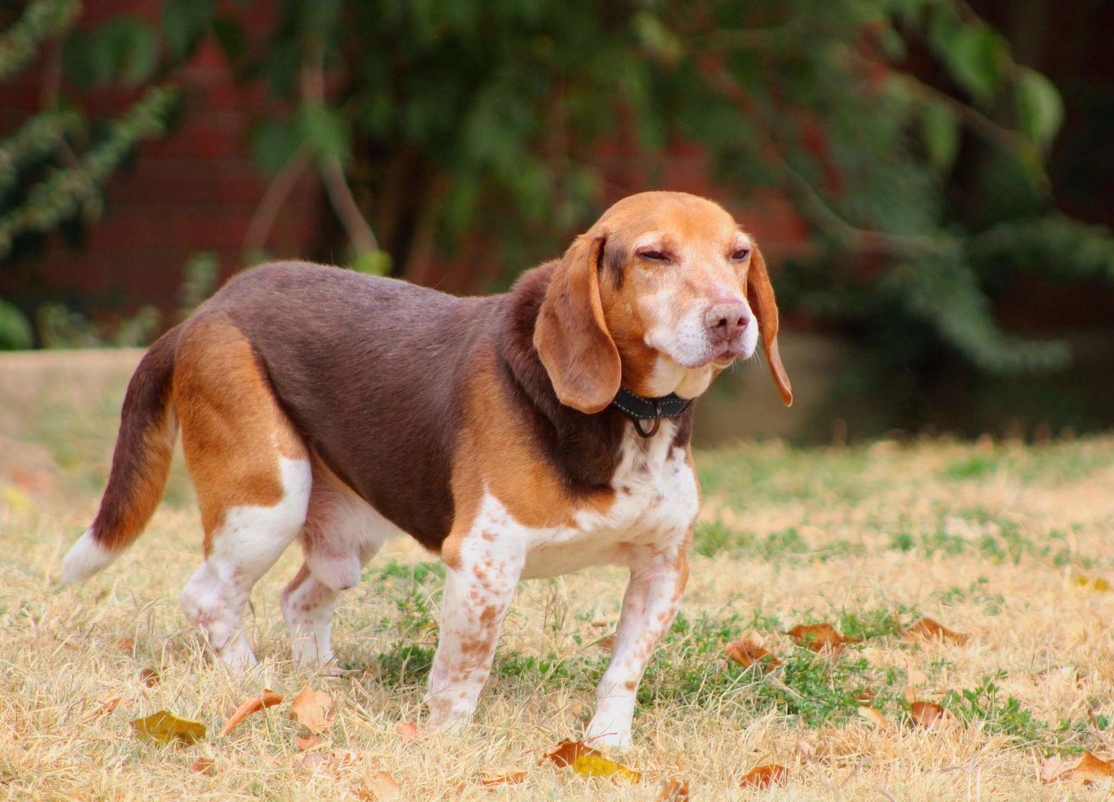 Stewart, a Adoptable Beagle in Boston, KY image 2/6