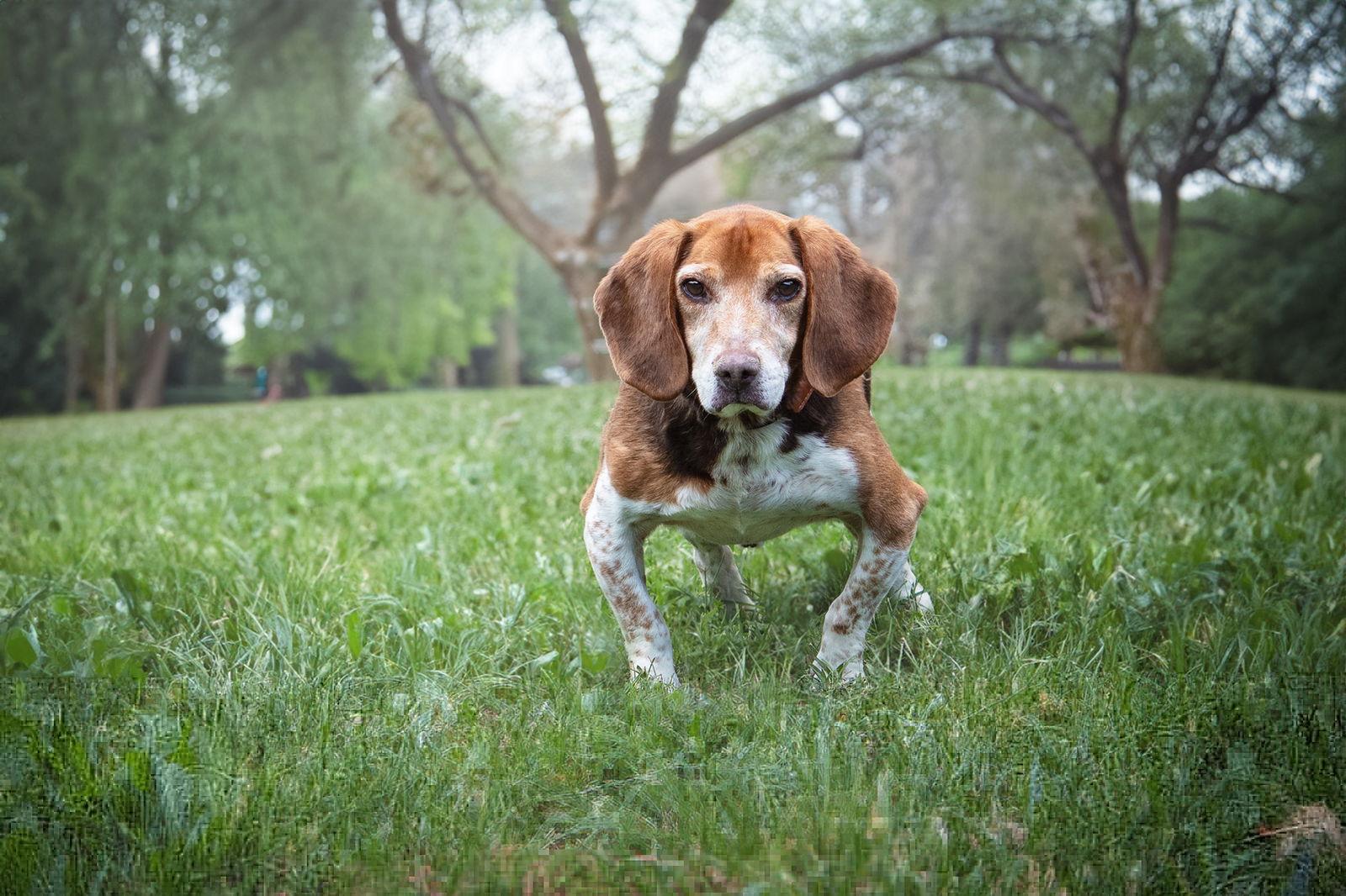 Stewart, a Adoptable Beagle in Boston, KY image 3/6