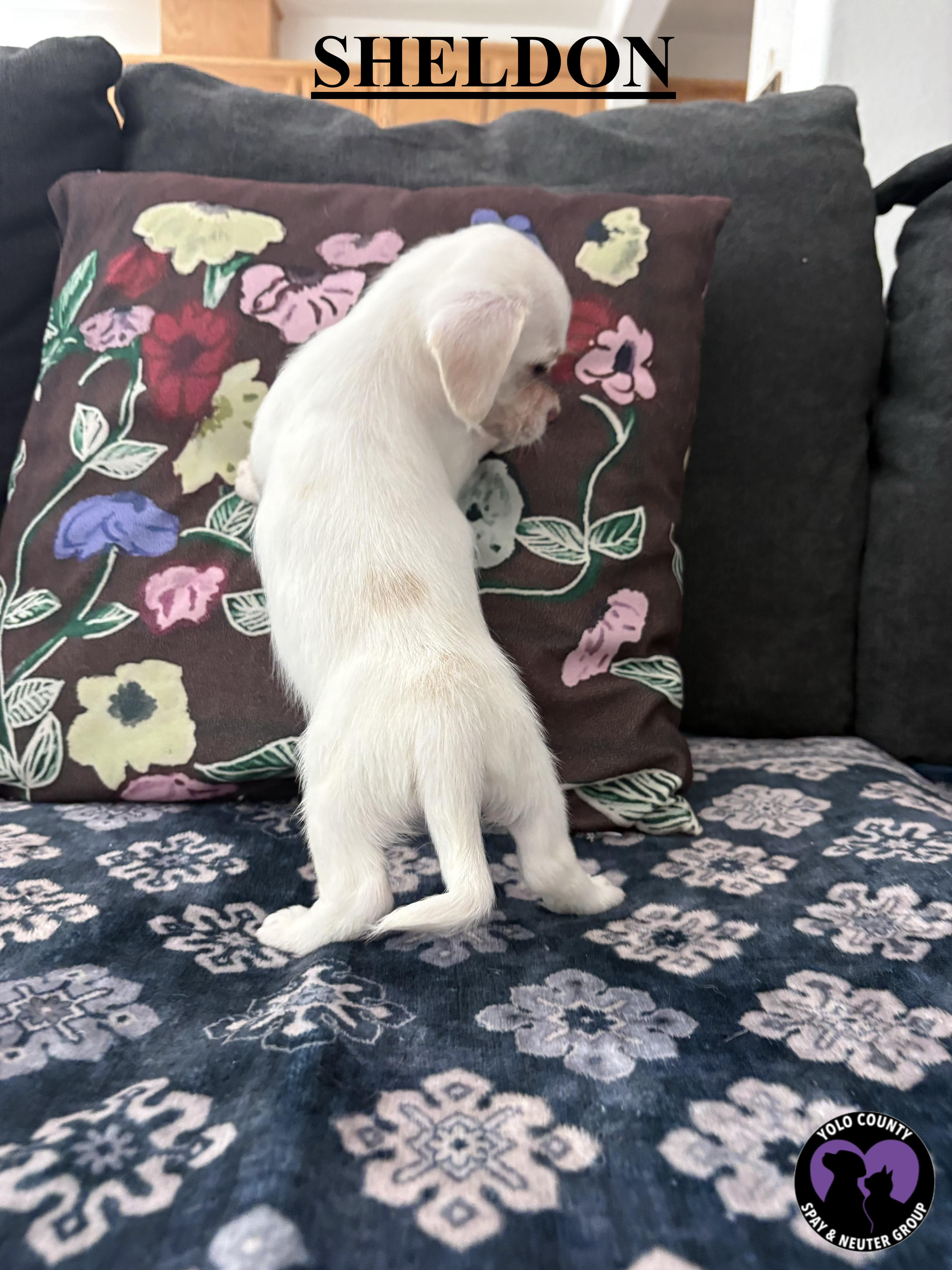 Enlarge SHELDON THE BIG BANG THEORY LITTER, a ADOPTABLE mixed breed in woodland, CA image 4/4