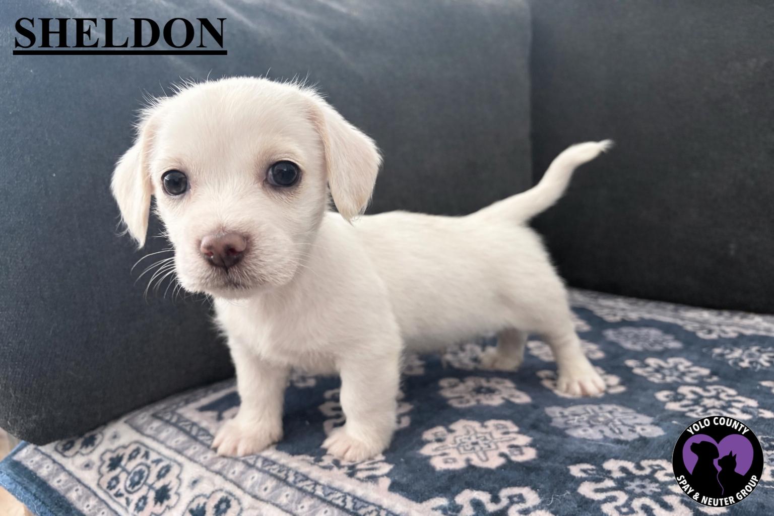 Enlarge SHELDON THE BIG BANG THEORY LITTER, a ADOPTABLE mixed breed in woodland, CA image 1/4