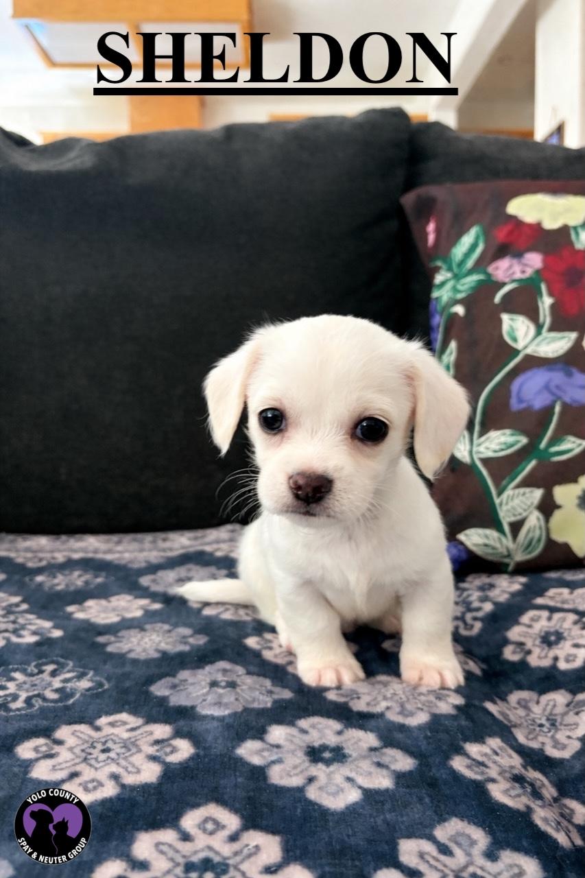 Enlarge SHELDON THE BIG BANG THEORY LITTER, a ADOPTABLE mixed breed in woodland, CA image 3/4
