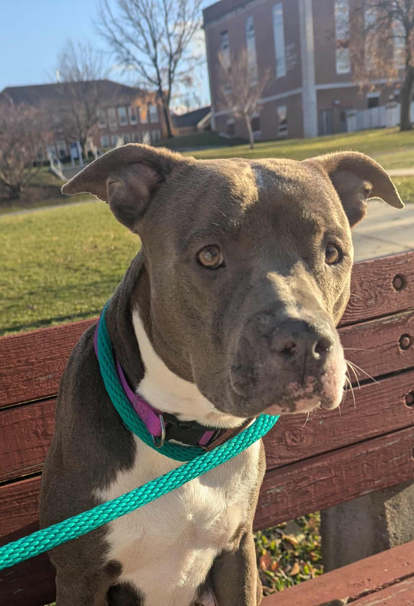 PEYTON, Adoptable, Young Female Pit Bull Terrier.