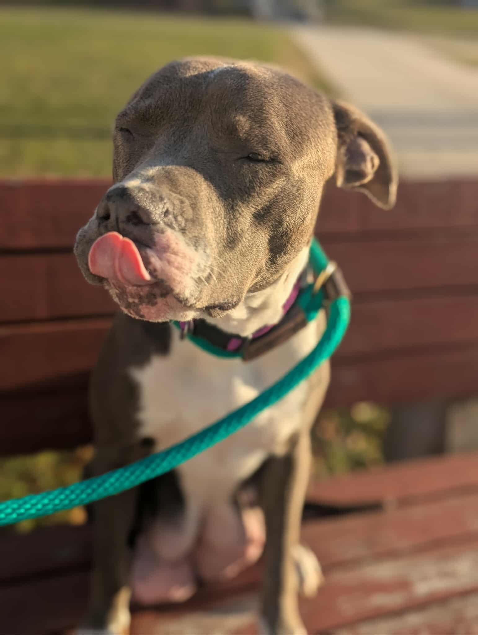 PEYTON, a Adoptable Pit Bull Terrier in Mechanicsburg, PA image 2/3