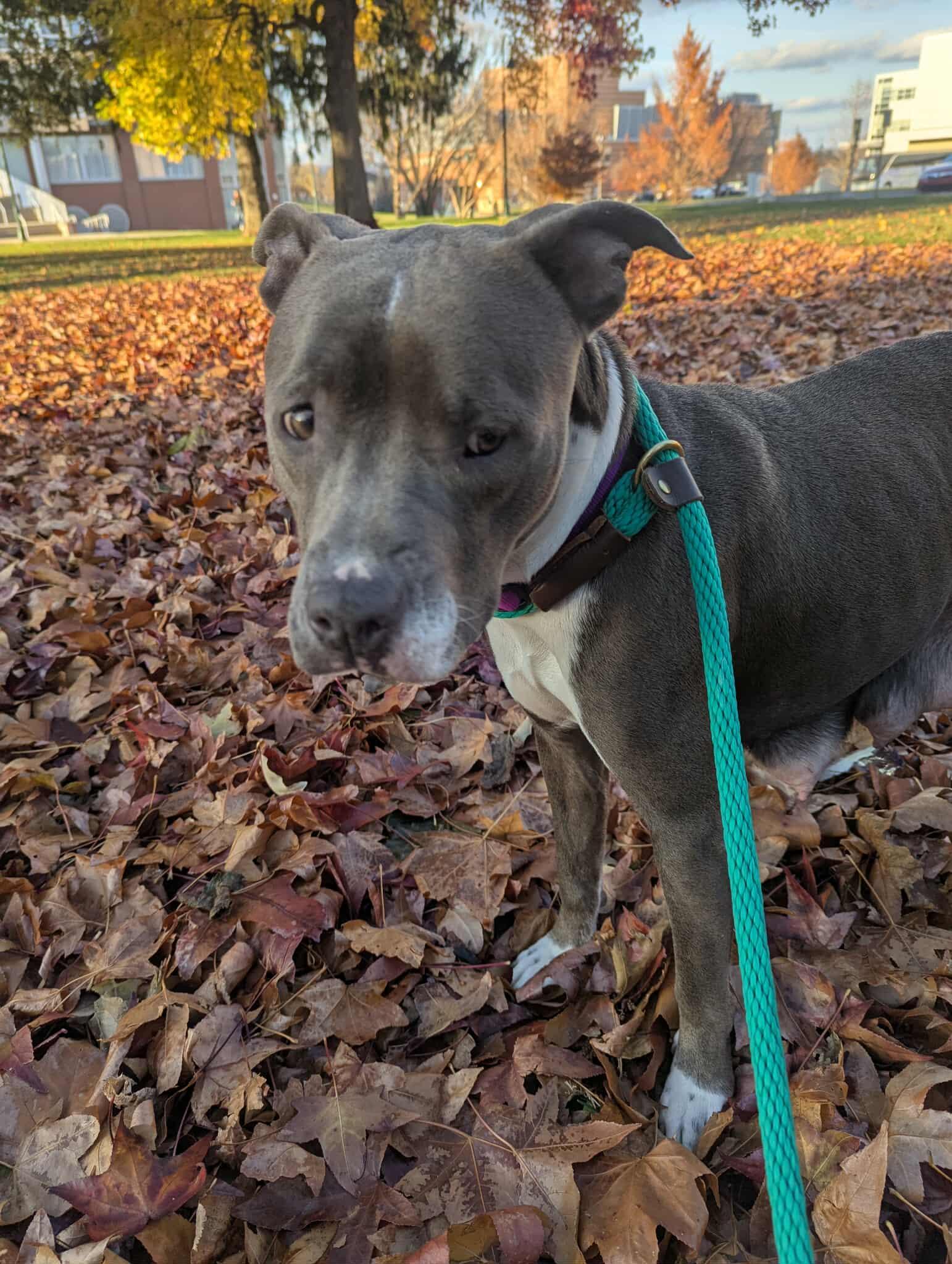 PEYTON, a Adoptable Pit Bull Terrier in Mechanicsburg, PA image 3/3