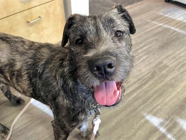 LUCY, Adoptable, Young Female German Shepherd Dog & American Bulldog.