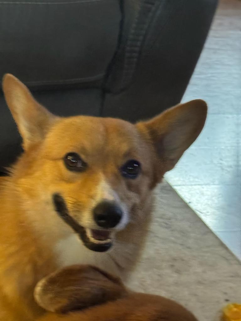 Enlarge Odin, a Adoptable Pembroke Welsh Corgi in Polson, MT image 3/4