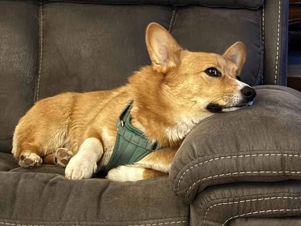 Enlarge Odin, a Adoptable Pembroke Welsh Corgi in Polson, MT image 2/4