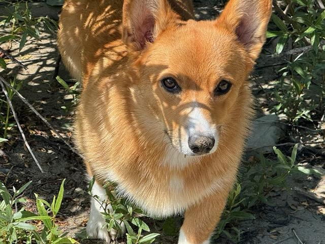 Odin, Adoptable, Young Male Pembroke Welsh Corgi.