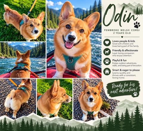 Enlarge Odin, a Adoptable Pembroke Welsh Corgi in Polson, MT image 4/4