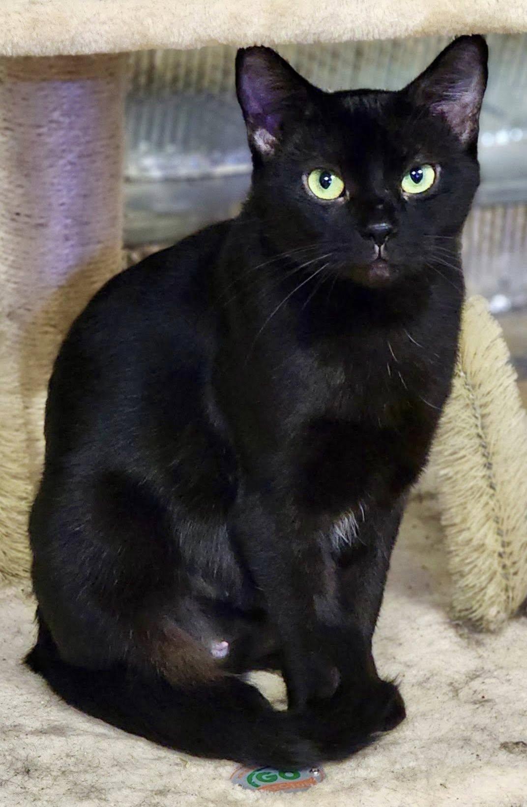 Clovurr, Adoptable, Young Female Domestic Short Hair.